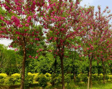 香花槐