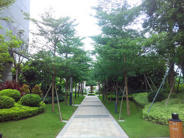 小区绿化